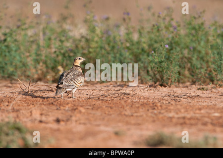 Flughühnern (Pterocles Alchata) aus zu trinken eine Wasserstelle in der zentralen spanischen Steppen im Sommer. Stockfoto
