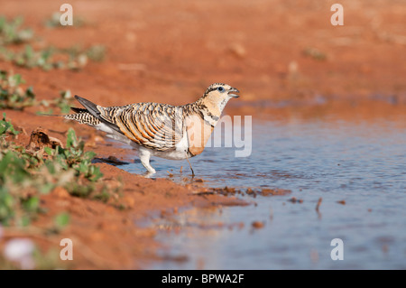 Flughühnern (Pterocles Alchata) aus zu trinken eine Wasserstelle in der zentralen spanischen Steppen im Sommer. Stockfoto