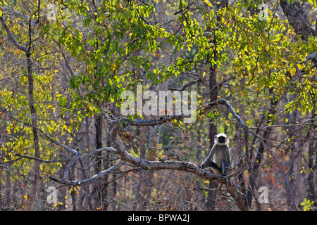 Languren in Panna Nationalpark, Madhya Pradesh, Indien Stockfoto