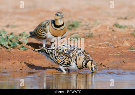Männliche und weibliche sandgrouses (pterocles alchata) aus einem Wasserloch in der zentralen spanischen Steppen im Sommer zu trinken. Stockfoto