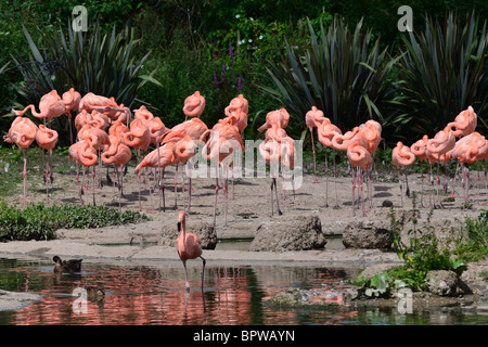 Karibik Flamingos an Slimbridge Stockfoto