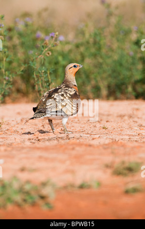 Flughühnern (Pterocles Alchata) aus zu trinken eine Wasserstelle in der zentralen spanischen Steppen im Sommer. Stockfoto
