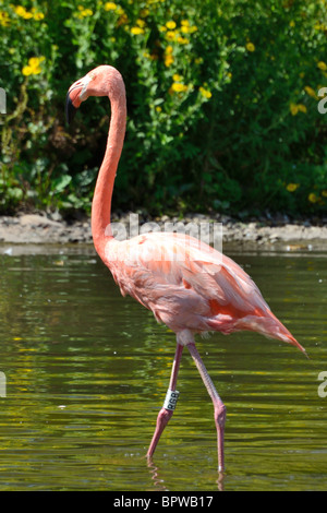 Karibik Flamingo an Slimbridge Stockfoto