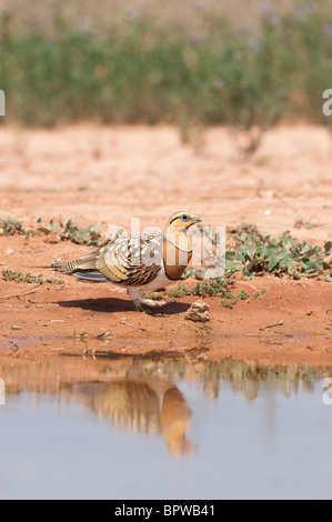 Flughühnern (Pterocles Alchata) aus zu trinken eine Wasserstelle in der zentralen spanischen Steppen im Sommer. Stockfoto