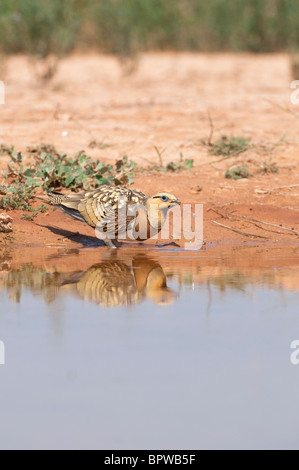 Flughühnern (Pterocles Alchata) aus zu trinken eine Wasserstelle in der zentralen spanischen Steppen im Sommer. Stockfoto