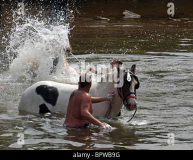 Großer Mann vorsichtig in tiefem Wasser führenden Pferd in den Fluss Eden an der berühmten jährlichen Reisende Raffungen am Appleby Horse Fair, Cumbria, England UK Stockfoto
