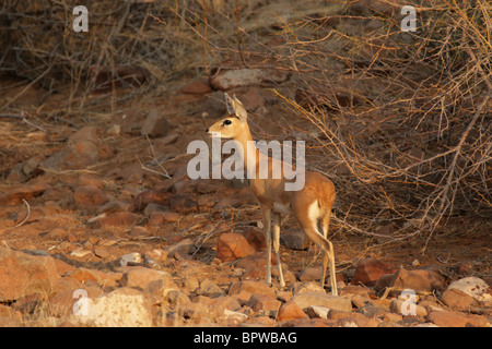 Ein Steinböckchen (Raphicerus Campestris), eine kleine Art von Antilopen aus Norden Namibias. Stockfoto