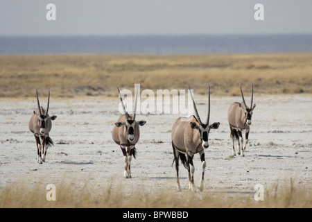 Eine Gruppe von Oryx (Oryx Gazella) in der Mittagshitze in den Etosha Nationalpark, Namibia Stockfoto