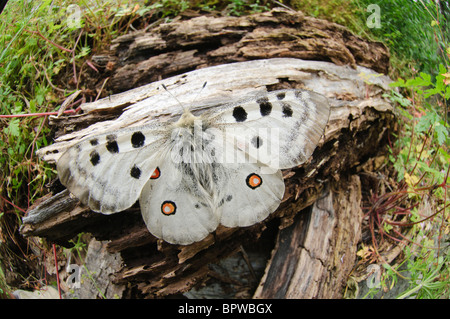 Parnassius apollo ist in Südeuropa auf Hochgebirgsgebiete beschränkt, vor allem in den Pyrenäen, wo es am Ende der Eiszeit begrenzt wurde. Es ist eine große, glänzende, durchscheinende und freundliche Art mit einem sehr ausgeprägten Flugverhalten. Stockfoto