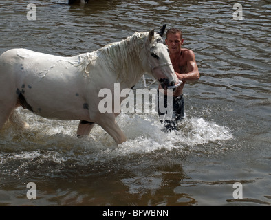 Man führenden Pferd in den Fluss Eden Seife an der berühmten jährlichen Reisende abspülen Raffungen am Appleby Horse Fair, Cumbria, England UK Stockfoto