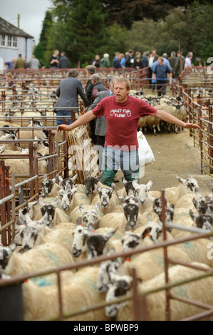 Alston Moor Tag bei Harrison und Hetherington Lazonby Mart, Cumbria. Ein Verkauf von 19.645 Maultier Gimmer Lämmer Stockfoto