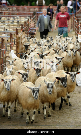 Alston Moor Tag bei Harrison und Hetherington Lazonby Mart, Cumbria. Ein Verkauf von 19.645 Maultier Gimmer Lämmer Stockfoto