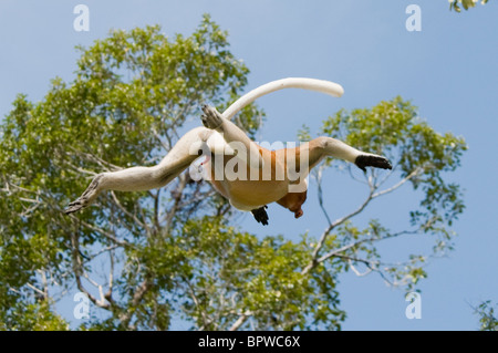 männlichen Nasenaffe (Nasalis Larvatus) springen in Borneo Stockfoto