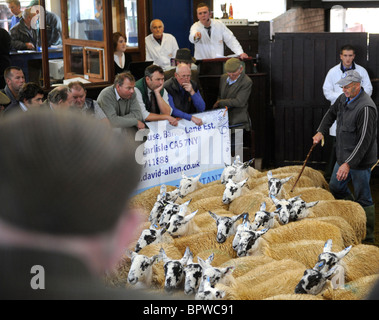 Alston Moor Tag bei Harrison und Hetherington Lazonby Mart, Cumbria. Ein Verkauf von 19.645 Maultier Gimmer Lämmer Stockfoto