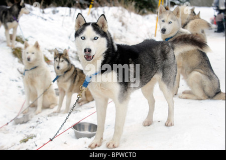 Ein Team von Alaskan Malamute Schlitten ziehen Hunde im Schnee Stockfoto
