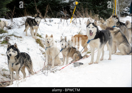 Ein Team von Alaskan Malamute Schlitten ziehen Hunde im Schnee Stockfoto