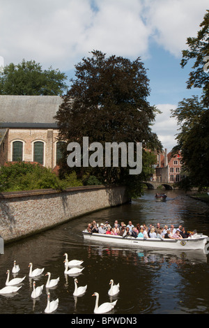 Touristen und Urlauber auf einer Bootstour entlang des Kanals in Brügge, Belgien umgeben von Schwänen Stockfoto