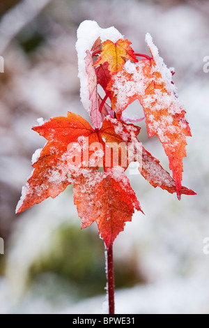 Anfang Herbst Schnee auf rot-Ahorn Blätter, Sudbury, Ontario, Kanada. Stockfoto