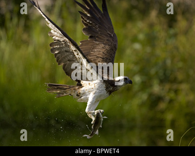 Fischadler im Flug mit Fisch in Krallen Stockfoto