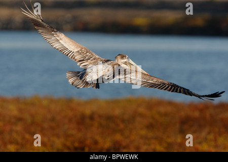 Brauner Pelikan mit Flügeln und fliegen über die Pickleweed in die Feuchtgebiete Stockfoto