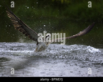 Angeln-Fischadler ausziehen aus See Stockfoto