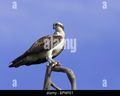 Thront Fischadler mit Fisch in Krallen Stockfoto