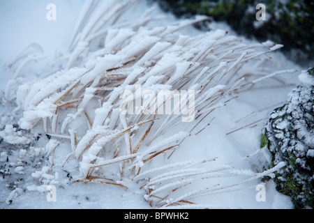 Detail des gefrorenen Gräser auf Mt. Washington in New Hampshire. Stockfoto