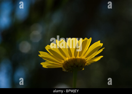 Anthemis Tinctoria, oder Golden Marguerite und gelbe Kamille. Zakynthos Island, Geece. Stockfoto