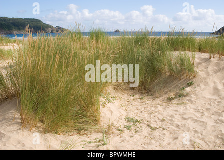 Europäische Dünengebieten Grass oder europäischen Strandhafer (Ammophila Arenaria) auf Sanddünen in Abrela Beach, Vicedo, Lugo, Galicien, Spanien. Stockfoto
