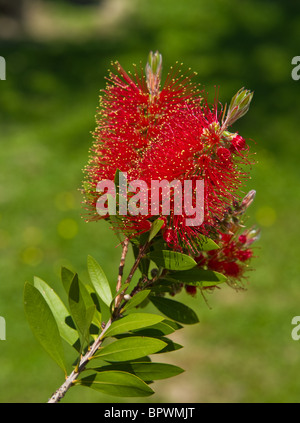 Bottlebrush (Zylinderputzer) Blüten und Knospen Stockfoto