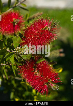 Bottlebrush (Zylinderputzer) Blüten und Knospen Stockfoto