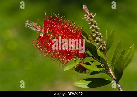 Bottlebrush (Zylinderputzer) Blumen und Knospen Stockfoto