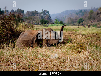 Elefant "Wellenlinien" seinen Stamm herum während aus Graben, Nord-Thailand gucken Stockfoto