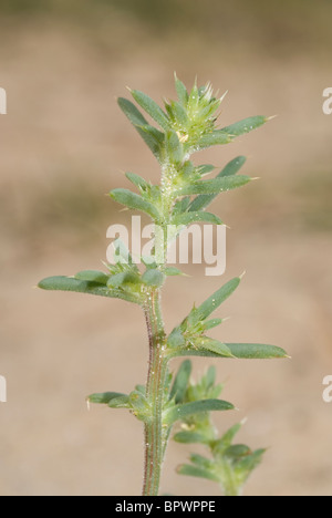 Tumbleweed, Russisch Distel oder stacheligen Mönchsbart (Salsola Kali) Stockfoto