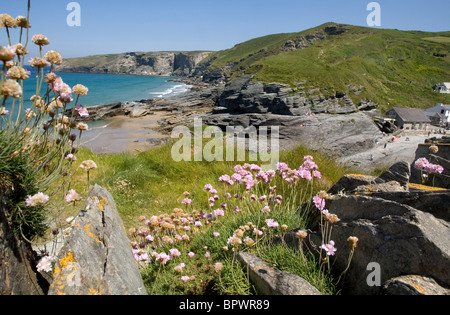 Meer Rosa im Vordergrund bei Trebarwith Strand, North Cornwall. Stockfoto