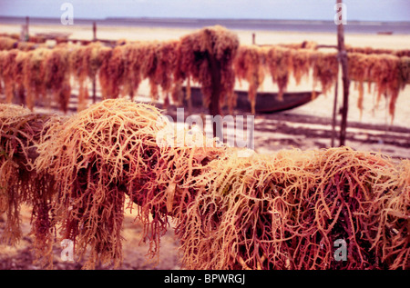 Nassen Seetang hängen zum Trocknen auf den Strand von Chwaka Dorf an der Ostküste Stockfoto