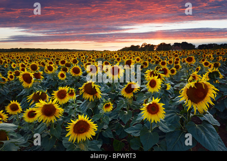 Sonnenblumenfeld West Sussex. Gewachsen, reinem Sonnenblumenöl zu produzieren Stockfoto