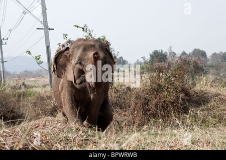 Elefant "Wellenlinien" seinen Stamm herum während aus Graben, Nord-Thailand Klettern Stockfoto