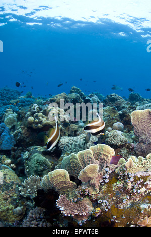 Korallenriff vor der Küste von Bali in Indonesien Stockfoto