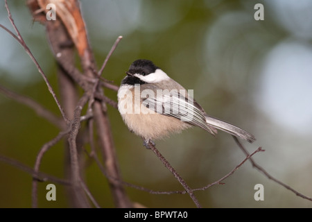 Schwarz-capped Meise (Poecile Atricapillus) ruht auf Ast Stockfoto