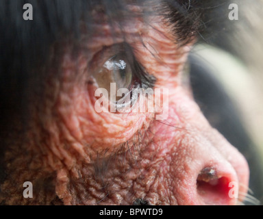 Nahaufnahme von einem roten konfrontiert Spider Monkey Stockfoto