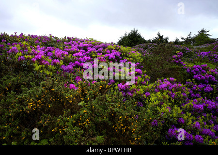 Gemeinsamen Rhododendron Blüten (Rhododendron Ponticum) County Mayo Irland Stockfoto