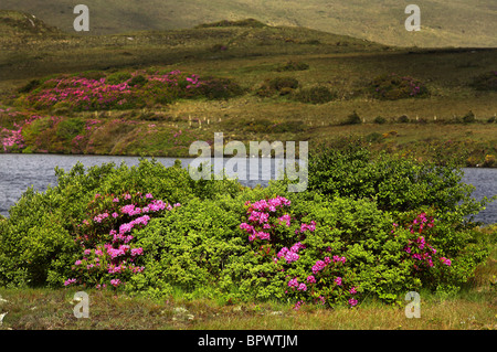 Gemeinsamen Rhododendron Blüten (Rhododendron Ponticum) County Mayo Irland Stockfoto