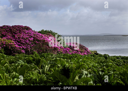 Gemeinsamen Rhododendron Blüten (Rhododendron Ponticum) auf Küste Achill, County Mayo, Irland Stockfoto