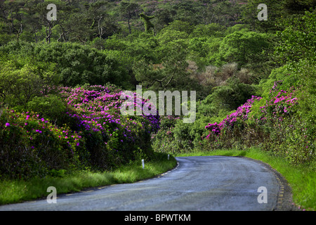 Fahrbahn gefüttert durch gemeinsame Rhododendron Blüten (Rhododendron Ponticum), County Mayo, Irland Stockfoto