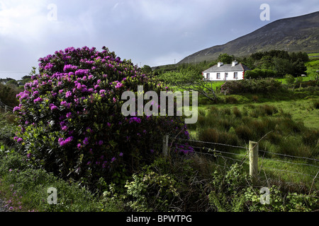 Gemeinsamen Blumen Rhododendron (Rhododendron Ponticum) und Haus Corraun Hill Achill, County Mayo, Irland Stockfoto