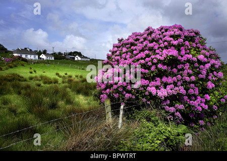 Housing Settlement gemeinsame Rhododendron Blüten (Rhododendron Ponticum) Achill, County Mayo, Irland Stockfoto