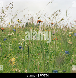 Frühlingsblumen in Wiese Stockfoto