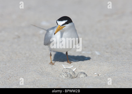 Wenigsten Tern (Sternula Antillarum) bewacht das Nest von drei Eiern Stockfoto