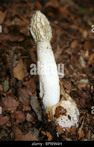 Gemeinsamen Stinkmorchel Phallus Impudicus Taken in Eastham Country Park, Wirral, Merseyside, England Stockfoto